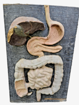 Antique 1930s 3D Anatomical Model of Human Digestive System - $138.50
