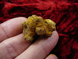 (PP280-11) Genuine Fossil TURTLE POOP Coprolite Madag DUNG - fun WEIRD GIFT - $225.06 MXN