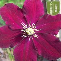 25pc Clematis Seeds Usa Garden Plant Flower Vine Climber (Hot Pink) - £12.74 GBP