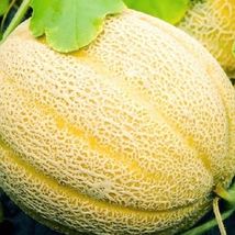 10 Of Hales Best Jumbo Cantaloupe Seeds | NON-GMO | Heirloom | Fresh Garden - $3.99