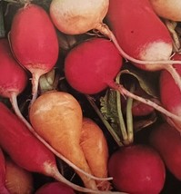 THJAR 100 ct - Radish Seed Mix NON-GMO / Heirloom - - $47.30 MXN