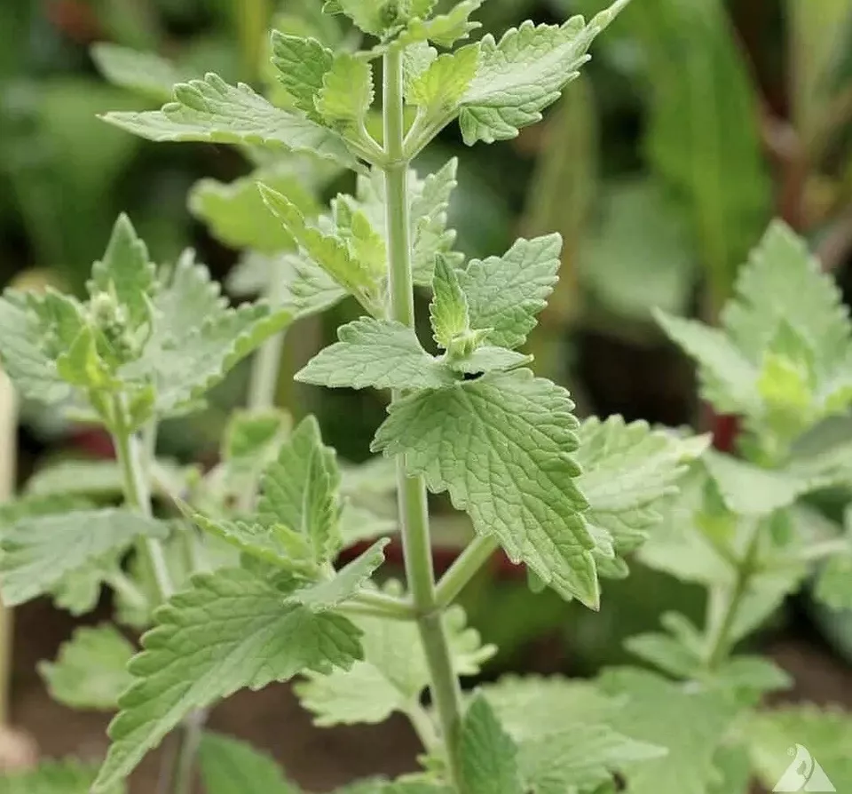 HGBO 1500 Catnip Seeds (Nepeta Cataria) Herb Seeds Bulk Seeds - £6.80 GBP