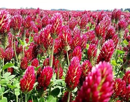 Grow Clover Crimson Red Flowers Legume Adds Nitrogen Pollinators Nongmo ... - $9.11