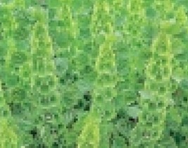 BELLES OF IRELAND 75 FRESH SEEDS FREE SHIPPING - $2.34