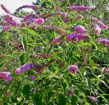 Butterfly Bush Lavender 2000 Seeds Budleja Davidii Ly Scented Fresh Garden - $20.99