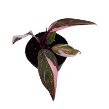 Pink Princess Philodendron, Blushing Philodendron, Philodendron Erubesen... - £14.74 GBP