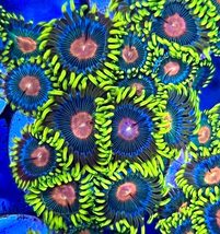 Reverse Blue Eyed Blondie Zoanthids - £19.99 GBP+