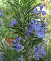 US Seller Upright Rosemary Flower Seeds Organic 030 Perennial Herb 35 Seeds Fast - $17.50