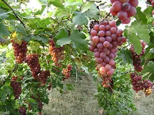 10 Red Concord Grape Seeds-Grow Grape Vines For Wine Making, Fruit Dessert Usa S - £16.02 GBP