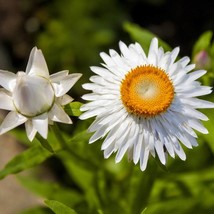 Helichrysum White Strawflower Garden Flower Plant Seed 5000 Seeds USA Fast Shipp - £13.31 GBP