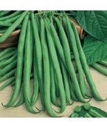 SDC 50 Seeds Bush Bean Slenderette Bean Seeds Easy Grow - $22.73 CAD