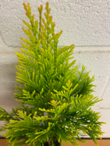 Golden Arborvitae (thuja plicata) tree qt pot image 3