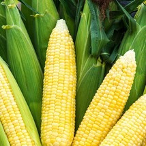 Bodacious Sweet Corn Seeds Se Variety Packet Sizes Fresh Fast Shipping - $3.98