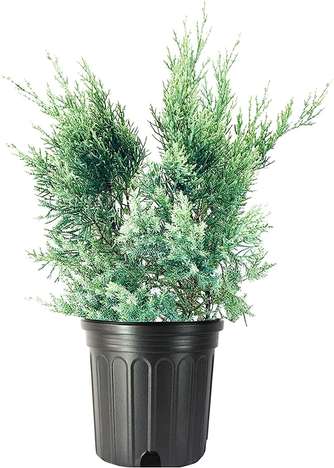 Blue Pfitzer Juniper Large Plants Juniperus Chinensis - $40.66