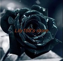 SL Black Rose Seeds, Double Flowers - $2.75