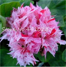 Kasuki Seed 50 Seeds Colorful Geranium Seed Seeds Flower Fleur Graine Geranium P - $30.26