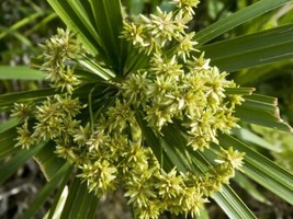 400 Lovage seeds Levisticum officinale - £4.36 GBP