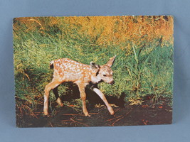 Vintage Postcard - Mule Deer Fawn Yosemite National Park - HS Crocker - £11.77 GBP