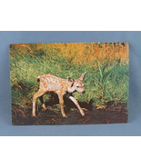 Vintage Postcard - Mule Deer Fawn Yosemite National Park - HS Crocker - $20.37 CAD