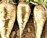 Sugar Beet Seeds 50 Seeds Non-Gmo Fast Shipping - $7.99