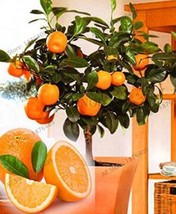 PWO Fresh 30Pcs Dwarf Standing Orange Tree Seeds - £5.47 GBP