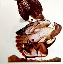 Red Tailed Hawk Bird 1950 Lithograph Print Audubon Nature First Edition ... - £23.59 GBP