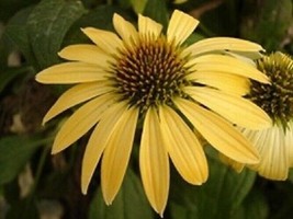 50 Yellow Coneflower Seeds Echinacea Perennial Flower Flowers Seed - £9.55 GBP