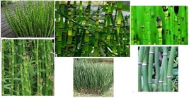 Horse Tail Water Pond Plant 25 Seeds Neat Tall Stalk Stem Like Plants Ga... - $8.97
