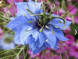 ArfanJaya Love In The Mist Blue Flower Seeds - £6.54 GBP