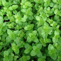 Spearmint Seeds Organic Mentha Spicata Seeds Flowering Herb Seeds Aromatic Mint  - $7.98