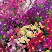 50 Dark Leaved Snapdragon Antirrhinum Flower Seeds Mix Long Lasting Annual Fresh - $23.64