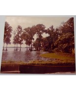 Vintage Cyprus Trees Cypress Gardens Florida 1982 - £1.49 GBP