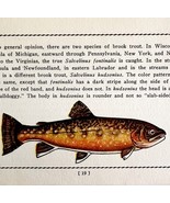 Brook Trout 1939 Fresh Water Fish Art Gordon Ertz Color Plate Print PCBG20 - $41.01 CAD