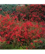 Zauschneria Garrettii Hardy Perennial Seeds New Fast Shipping - $17.96