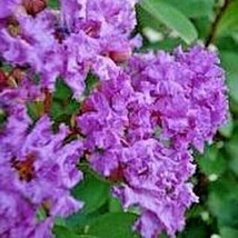 SuGard 25 Of Lipan Crepe Mrytle Seeds Lagerstroemia (Indica X Fauriei) - £9.15 GBP