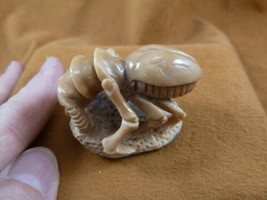 (tb-ins-3-2) tan Praying Mantis Tagua NUT figurine Bali detailed insect ... - $38.56