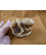 (tb-ins-3-2) tan Praying Mantis Tagua NUT figurine Bali detailed insect ... - $52.71 CAD