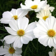 100 Seeds Cosmos Purity White - £9.95 GBP