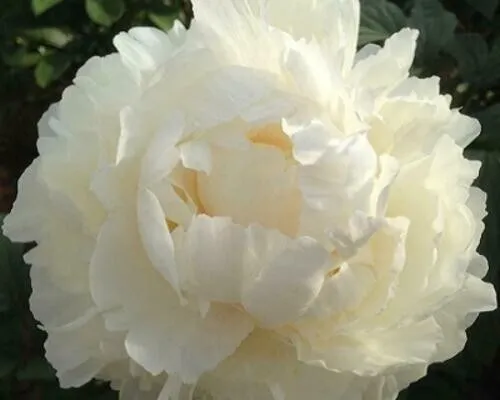 Fresh Double Cream Peony Papaver Paeoniflorum 50 Seeds Garden - $7.98