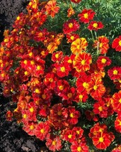 French Marigold Disco Red Beneficial Flowers In Gardens 100 Seeds - £7.04 GBP