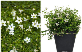 Alpine White Star Creeper - Isotoma - 2.5" Pot - Fairy Garden/Outdoors - $39.99