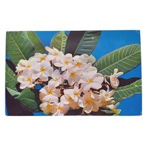 Postcard Frangipangi White Flower Jamaica Chrome Posted - $6.92