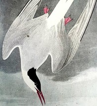Arctic Tern 1950 Lithograph Art Print Audubon Bird First Edition DWU14F - $13.50