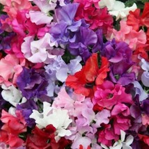 25 Mammoth Mix Sweet Pea Seeds Flowers Seed Flower Annual Bee Butterfly 336 - £6.54 GBP