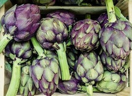 15 Purple Romagna Artichoke Seeds Italian Artichoke Perennial Plant Seed... - £6.62 GBP