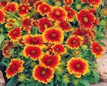 200 Seeds Blanket Flower Seeds Native Wildflower Perennial Drought Heat ... - $8.99