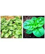 40 Gram Seeds Basella alba Green Malabar spinach Seeds - £25.15 GBP