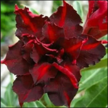 4 Dark Red Desert Rose Seeds Adenium Flowers Flower Perennial - £13.57 GBP