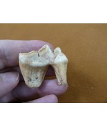 (F311-10) 1-1/2&quot; ancient Genuine Giant European Cave Hyena molar T**th s... - €349,26 EUR