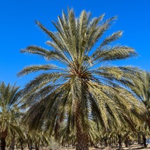 Medjoul Date Palm Seeds x5 - Grow Your Own Exotic Fruit Trees, Perfect Gardening - £3.95 GBP